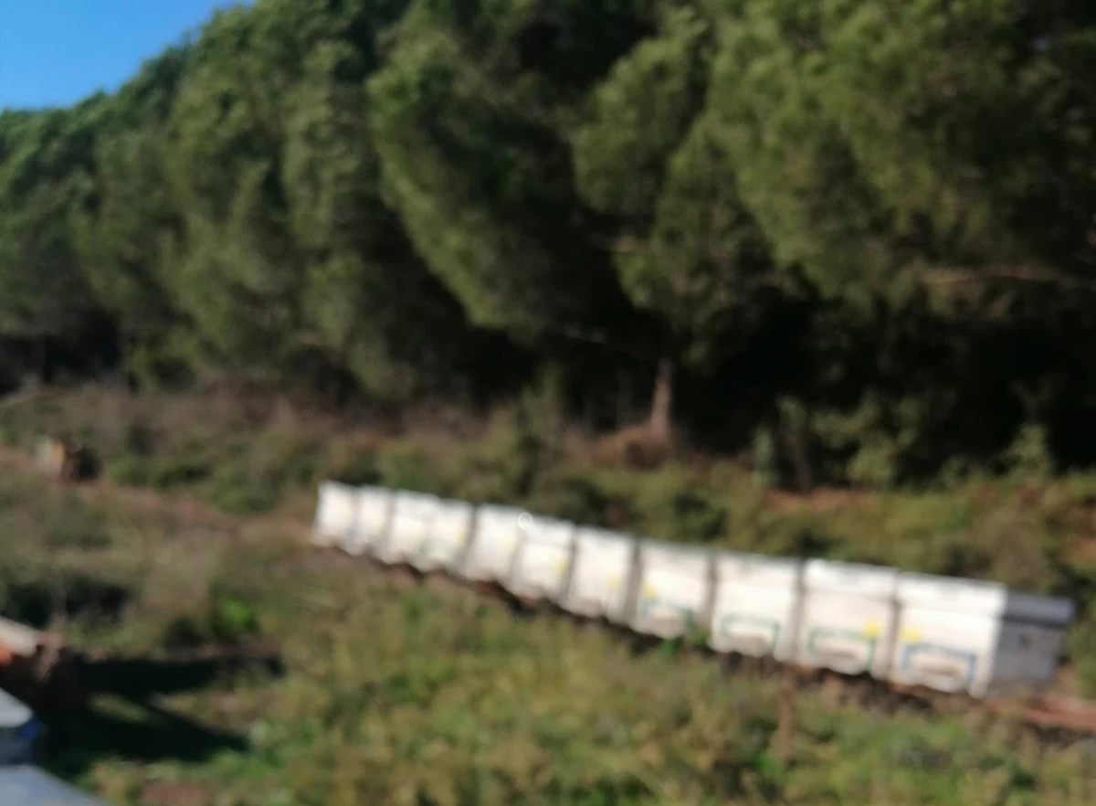 Çiçekten tarafından paylaşılan, doğa içindeki arı kovanları